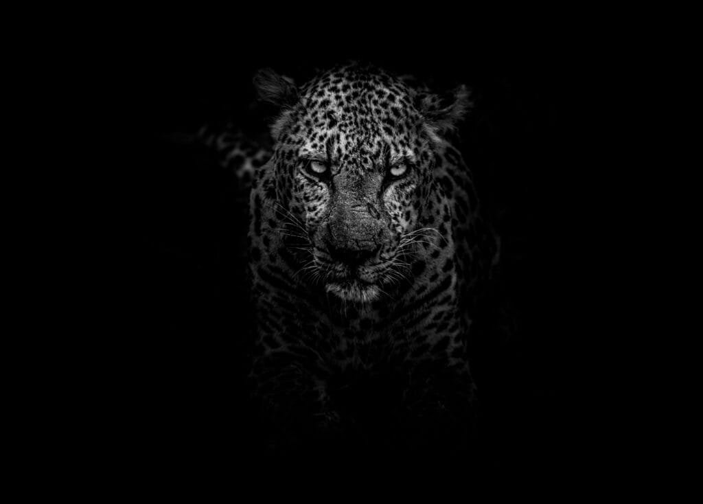 Leopard in the night showing a beast