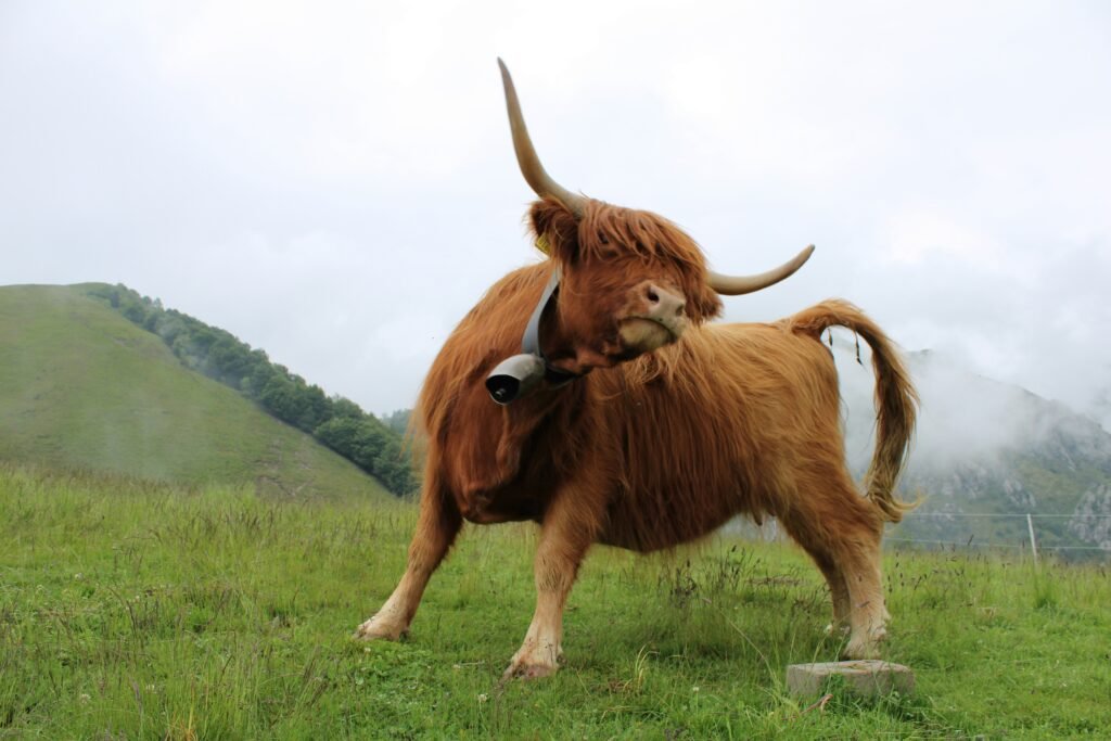 Highland Bull swinging it's head wildly representing wild markets in trading